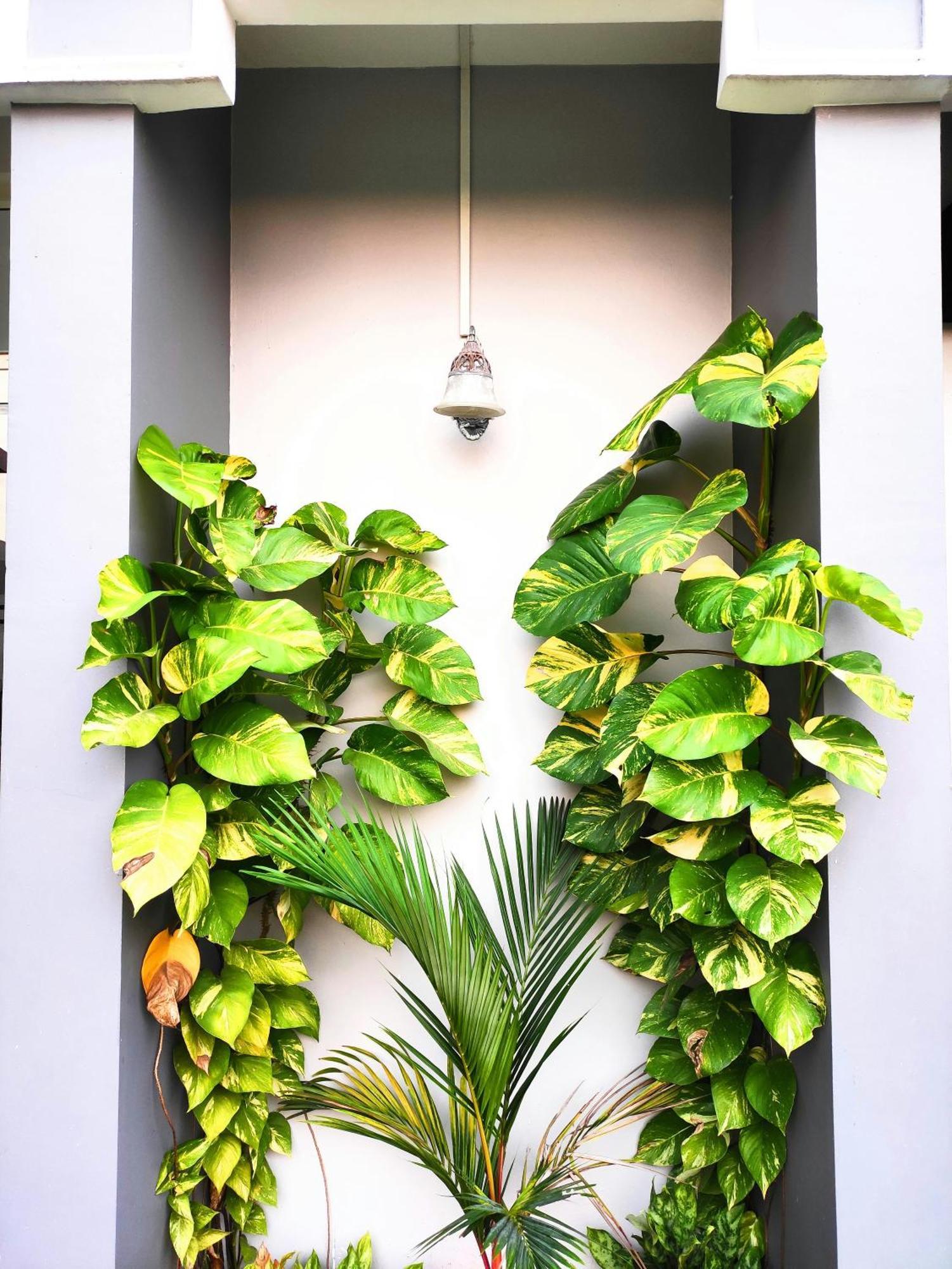 Mango Tree Villa Kochi Zewnętrze zdjęcie